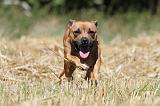 STAFFIE 110